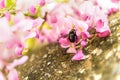 Pink acacia hanging from the wall, honey bee collecting nectar inside Royalty Free Stock Photo