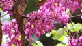 Pink Acacia Tree Blooming Branch and Broun Seed Pods.