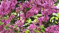 Pink Acacia Tree Blooming Branch and Broun Seed Pods.