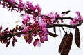 Pink Acacia Tree Blooming Royalty Free Stock Photo