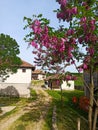 pink acacia tree, next to a country road