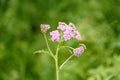 Pink Achillea millefolium flower Royalty Free Stock Photo