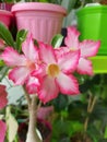 Pink adenium blooming