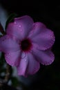 Pink adenium blooms freshly