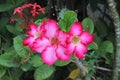 Pink Adenium flower beautiful.