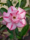 Pink Adenium Flower