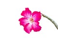 Pink Adenium flower isolated on white