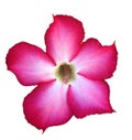 pink adenium flower isolated on white background Royalty Free Stock Photo
