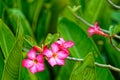 Pink Adenium flowers on Bali Royalty Free Stock Photo