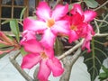 Pink adenium flowers are in bloom Kamboja