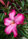 pink adenium flowers bloom very pretty Royalty Free Stock Photo