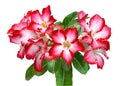 Pink adenium flowers.