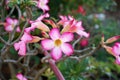 Pink Adenium Flowers Or Desert Rose