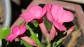 Adenium flowers are pink Royalty Free Stock Photo