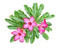 Pink adenium flowers and leaves isolated Royalty Free Stock Photo