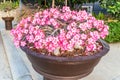 Pink Adenium flowers in plantpot Royalty Free Stock Photo