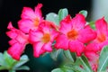 Pink Adenium Obesum Royalty Free Stock Photo
