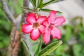 pink Adenium obesum flower Royalty Free Stock Photo