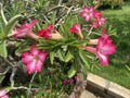 Pink Adenium obesum flower in nature garden