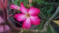 pink Adenium obesum flower Royalty Free Stock Photo