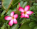 Pink Adenium Obesum flower Royalty Free Stock Photo