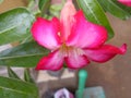 Pink adenium obesum flowers wet Royalty Free Stock Photo