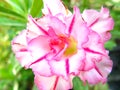 Pink adenium obesum nature background Royalty Free Stock Photo