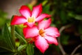Pink Adenium obesum Royalty Free Stock Photo