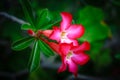 Pink Adenium obesum Royalty Free Stock Photo