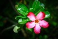 Pink Adenium obesum Royalty Free Stock Photo