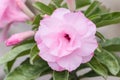 Pink adenium tropical flower