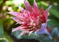 Pink Aechmea fasciata flower in a tropical garden.Silver vase or Urn plant of Bromeliad family. Royalty Free Stock Photo