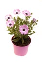 Pink African Daisies On White Royalty Free Stock Photo