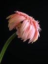 A pink African Daisy