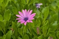 pink African daisy flower - Dimorphotheca ecklonis Royalty Free Stock Photo