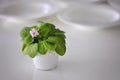 Pink African violet flower in a white flowerpot on a table indoors. Saintpaulia ionantha with a lot of green foliage, white plates Royalty Free Stock Photo