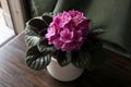 Pink African Violet Plant on wooden table by window at home garden