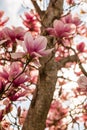 Pink agnolia flower tree