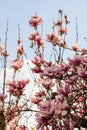 Pink agnolia flower tree