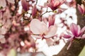 Pink agnolia flower tree