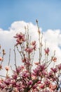 Pink agnolia flower tree