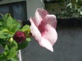 Pink alamanda flowers Royalty Free Stock Photo