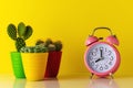 Pink alarm clock with cactus in pot on wooden desk. Minimal time concept Royalty Free Stock Photo