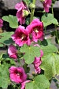 Pink Alcea flowering in the garden