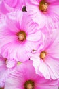 Pink Alcea flowers