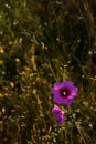 Pink Alcea setosa wildflower blooming north Israel