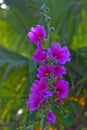 Pink Alcea setosa wildflower blooming north Israel