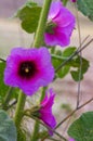 Pink Alcea setosa wildflower blooming north Israel