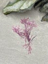 a pink algae, stranded on the sand of the beach next to some rocks, low tide, Gelidium sesquipedale