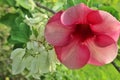 Pink Allamanda and White Bugenvil